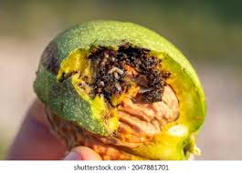 Image result for Rhagoletis completa