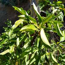 I have 12 citrus trees in the orchard among others of various fruits. Reading Citrus Leaves Greg Alder S Yard Posts Southern California Food Gardening