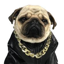 French bulldog puppies with gold chain. Pet Cat Dog Chain Gold Plated Necklace French Bulldog Pug Quick Release Pinch Collar Funny Disguise Photo Props Pet Accessories Dog Accessories Aliexpress