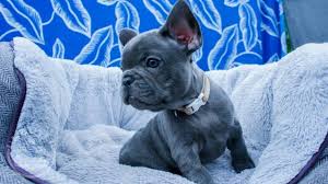Welcome to glamorous french bull dogs. Reduced Blue French Bulldog Puppies Kc Reg French Bulldogs Dogs Swindon Uk Buyer Animals Classified Ads In Britain