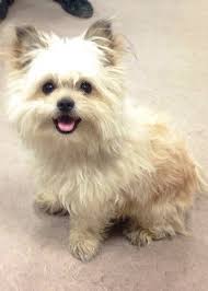 Say Hi To The ShiChi!