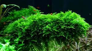 Yup, java fern atau kadaka (microsorum pteropus) adalah salah fern yang paling banyak diminati dan memilik banyak jenis. Cara Menanam Berbagai Jenis Tanaman Aquascape Atagaleri Net