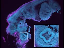 Animal cell under light microscope: Let Us Now Praise The Invention Of The Microscope Science Smithsonian Magazine
