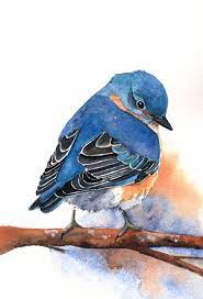 Bluebird Painting Archival Print Of Bird By Splodgepodge On Etsy 15 00 Watercolor Bird Bluebird Painting Watercolor Paintings