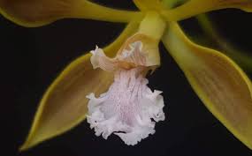 Image result for Brachycorythis velutina