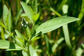 Image result for Sphenoclea zeylanica
