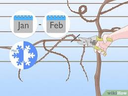 Image result for graft grape vines