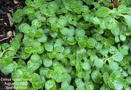 Image result for Coleus cylindraceus