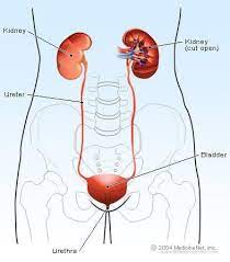 Chronic Kidney Disease 12 Symptoms 5 Stages Diet And Treatment