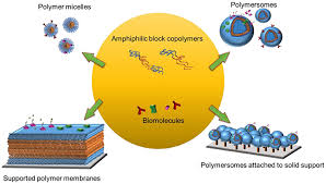 Solution or across a semipermeable membrane. Frontiers Biomolecules Turn Self Assembling Amphiphilic Block Co Polymer Platforms Into Biomimetic Interfaces Chemistry