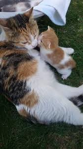 Basak Aycin Adli Kullanicinin Animals Panosundaki Pin Sevimli Kediler Sevimli Hayvan Yavrulari Sevimli Kedi Yavrulari