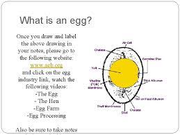 Obama came out of an egg labeled fascist world government wearing. The Egg Story What Do We Know Eggs
