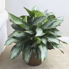 Pin On Plants