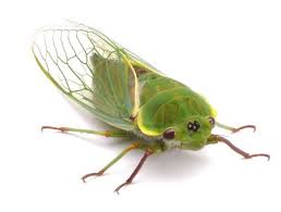 Hollywood sound effects for tv, film, ads, video games and youtube. What Insect Makes A High Pitched Noise Quora
