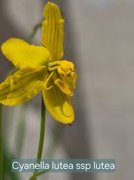 Image result for Cyanella lutea