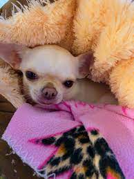 Pin By Tracy Artz On Chihuahuas Cute Chihuahua Chihuahua Love Chihuahua Puppies