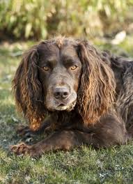 Image result for německý křepelák postava