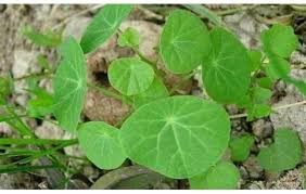 Image result for Swertia tetrandra