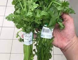 Daun sup dan daun ketumbar, sekilas pandang rupanya kelihatan sama. Membezakan Daun Ketumbar Dan Daun Sup