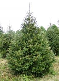 PICEA ABIES,Lucfenyő | Tarsoly és Társa Kertészet