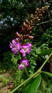 Image result for Macropsychanthus