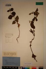 Image result for Sabicea venosa