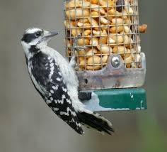 Picking Peanuts | My Gardener Says...