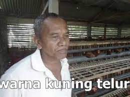 Udin, untuk mengantar repeat order sambil melihat perkembangan ayam layer petelur 1000 ekor menggunakan pola nogososro sabuk inten dari umur 16 minggu bibit dari ngawi jenisnya isa brown phokpand umur 16 minggu sudah mulai bertelur satu dua butir terus meningkat, umur 21 minggu. Wa Baru 087858337799 Pola Nogososro Sabuk Inten Bisa Menyembuhkan Ayam Petelur Sakit Youtube