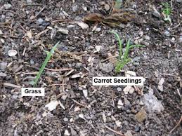 What Do New Seedlings Look Like Vs Weeds Plants Grown In Water Carrot Seedlings Seedlings