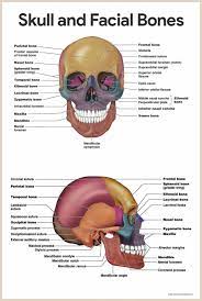 3dprintingvideosinfographictechnology 3dprintingvideosringjewels Info 1882574084 Skeletal System Anatomy Human Anatomy And Physiology Medical Anatomy
