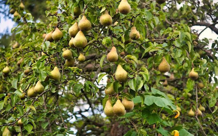 Pear gardening in 50 acres of land in Dumri at Gumla