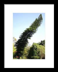 Image result for Araucaria columnaris