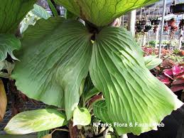 Image result for Platycerium elephantotis