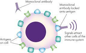 Monoclonal antibody therapy is investigational because it is still being studied. Lymphoma Action Antibody Therapy For Lymphoma Including Rituximab