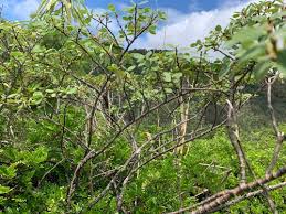 Image result for Euphorbia spissiflora