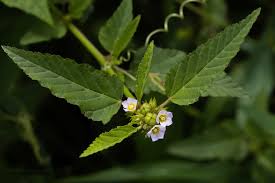 Image result for Melochia