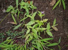 Image result for Polygala persicariifolia
