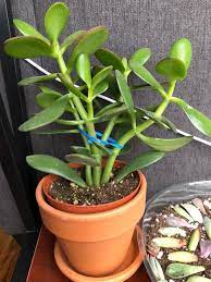 If you want to have a thick plant, you need to prune it. Does This Jade Plant Need Pruning