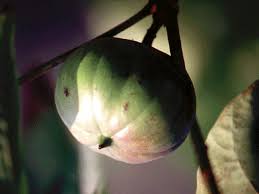 Image result for Vernicia fordii