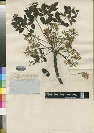 Image result for Ekebergia benguelensis