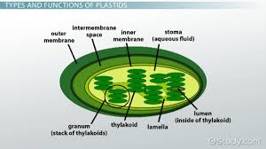Plastids Presentation | Ppt