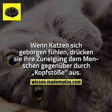 wenn katzen sich sicher fuhlen drucken sie ihre zuneigung zum menschen aus spruche aus drucken fuhlen ihre katzen lustige susse katzen katzen zitate
