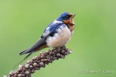 Early Bird Walk at Long Pasture
