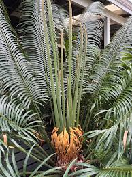 Image result for Cycas thouarsii