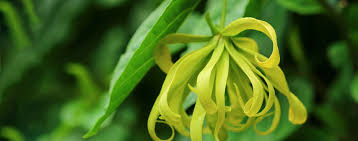 Image result for Cananga