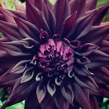 Image Result For Black Narcissus Flower Unusual Flowers Narcissus Flower Black Flowers