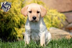 If you want to contact the current owner or shelter, you can do so easily with the form on the website. Puppy Finder Find Buy A Dog Today By Using Our Petfinder Yellow Lab Puppies Puppy Finder Labrador Retriever Yellow