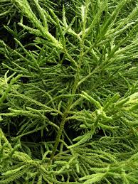 Image result for Cryptomeria