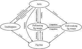 Ants feed off the sticky honeydew secreted by the aphids, and in turn protect them. A Schematic Diagram Of The Mutualism Network Of Ants Treehoppers Fig Download Scientific Diagram