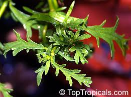 Image result for Hermannia floribunda